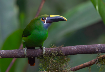 <i class='fa fa-user'></i> charlysax |   Andesarassari  <i class='fa fa-eye'> 193</i>  <i class='fa fa-thumbs-up'> 7</i>   <i class='fa fa-comment-o'> 6</i>