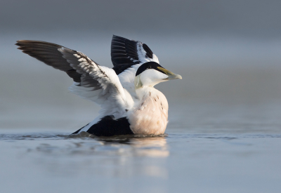 <i class='fa fa-user'></i> keesvanderklauw |   Eider  <i class='fa fa-eye'> 333</i>  <i class='fa fa-thumbs-up'> 17</i>   <i class='fa fa-comment-o'> 13</i>