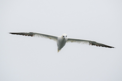 Ben afgelopen zaterdag mee geweest met de zeevogelfotografietocht vanuit IJmuiden. Het weer zat mee en de Jan-van-Genten werkten ook mee. Goed kunnen oefenen met het maken van foto's van vliegende vogels op een deinend schip. Ben tevreden met de resultaten.