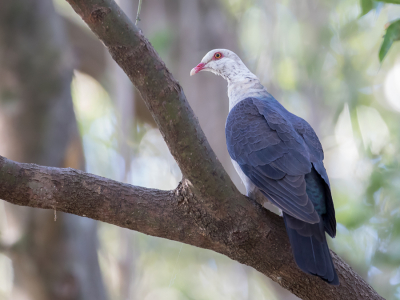 <i class='fa fa-user'></i> Paul van Giersbergen |   Witkopduif  <i class='fa fa-eye'> 148</i>   <i class='fa fa-comment-o'> 0</i>