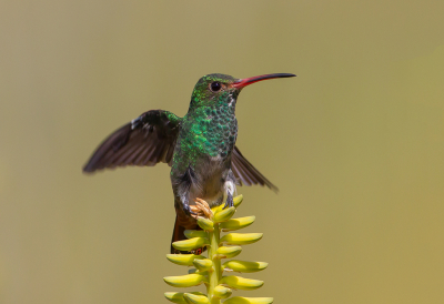 <i class='fa fa-user'></i> charlysax |   Roodstaartamazilia  <i class='fa fa-eye'> 237</i>  <i class='fa fa-thumbs-up'> 15</i>   <i class='fa fa-comment-o'> 9</i>