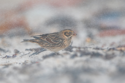 <i class='fa fa-user'></i> Hans Overduin |   IJsgors  <i class='fa fa-eye'> 378</i>  <i class='fa fa-thumbs-up'> 10</i>   <i class='fa fa-comment-o'> 6</i>