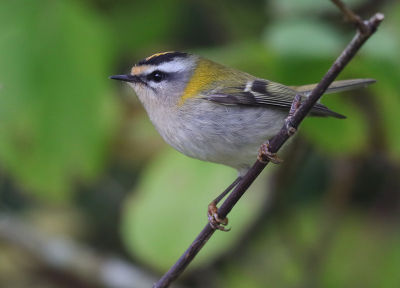 <i class='fa fa-user'></i> loek van de Leur |   Vuurgoudhaan  <i class='fa fa-eye'> 235</i>  <i class='fa fa-thumbs-up'> 3</i>   <i class='fa fa-comment-o'> 3</i>