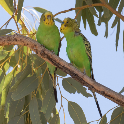 <i class='fa fa-user'></i> Paul van Giersbergen |   Grasparkiet  <i class='fa fa-eye'> 210</i>  <i class='fa fa-thumbs-up'> 4</i>   <i class='fa fa-comment-o'> 7</i>