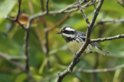 <i class='fa fa-user'></i> Frank Kremer |   Grijze Zwartkeelzanger  <i class='fa fa-eye'> 162</i>  <i class='fa fa-thumbs-up'> 1</i>   <i class='fa fa-comment-o'> 1</i>