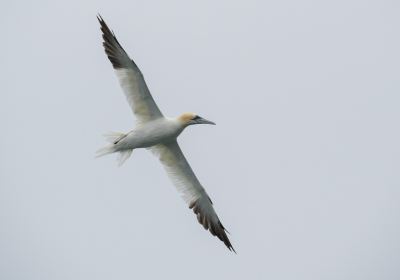 Deze foto is gemaakt tijdens een zeevogelfotografie workshop vanuit IJmuiden. Achter op het schip werden de vogels gevoerd met visafval. De Jan-van-Genten werden hierdoor aangetrokken en vlogen vlak langs de boot. Ik vind dat deze foto de Jan-van-Gent in volle glorie laat zien.