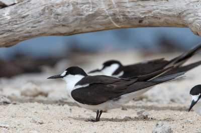 <i class='fa fa-user'></i> Kees de Jager |   Bonte Stern  <i class='fa fa-eye'> 149</i>   <i class='fa fa-comment-o'> 1</i>