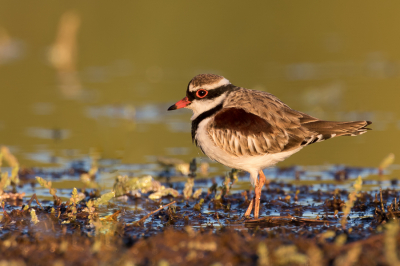 <i class='fa fa-user'></i> Paul van Giersbergen |   Maskerplevier  <i class='fa fa-eye'> 187</i>  <i class='fa fa-thumbs-up'> 2</i>   <i class='fa fa-comment-o'> 1</i>