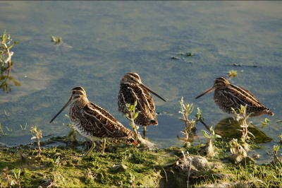 na een dag vogelskijken en fotograferen zijn we naar Stellendam geweest naar de nieuwe vogelkijkhut "TIJ" en daar hebben we mooie foto's kunnen maken van deze drie watersnippen.
