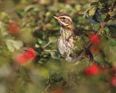 <i class='fa fa-user'></i> loek van de Leur |   Koperwiek  <i class='fa fa-eye'> 218</i>   <i class='fa fa-comment-o'> 5</i>