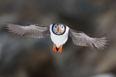 <i class='fa fa-user'></i> Richard Oud |   Papegaaiduiker  <i class='fa fa-eye'> 298</i>  <i class='fa fa-thumbs-up'> 3</i>   <i class='fa fa-comment-o'> 3</i>