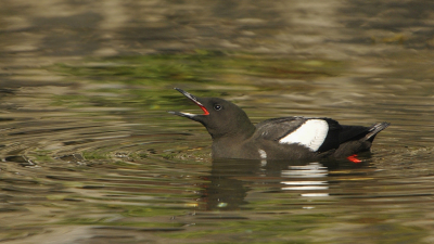 <i class='fa fa-user'></i> Gerard Visser |   Zwarte Zeekoet  <i class='fa fa-eye'> 327</i>  <i class='fa fa-thumbs-up'> 9</i>   <i class='fa fa-comment-o'> 13</i>