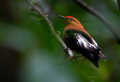 <i class='fa fa-user'></i> charlysax |   Stompveermanakin  <i class='fa fa-eye'> 197</i>  <i class='fa fa-thumbs-up'> 14</i>   <i class='fa fa-comment-o'> 7</i>