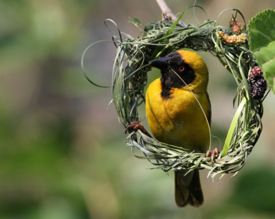 Eentje van lang geleden, een maskerwever-mannetje, dat een nest aan het bouwen is. Hij laat het dan keuren door een vrouwtje. Bij goedkeuring wordt het hun nest, bij afkeuring vernielt het vrouwtje het nest, en kan hij opnieuw beginnen.