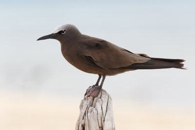 <i class='fa fa-user'></i> Kees de Jager |   Noddy  <i class='fa fa-eye'> 166</i>   <i class='fa fa-comment-o'> 7</i>