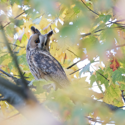 <i class='fa fa-user'></i> Gert-Jan Cromwijk |   Ransuil  <i class='fa fa-eye'> 207</i>  <i class='fa fa-thumbs-up'> 8</i>   <i class='fa fa-comment-o'> 18</i>