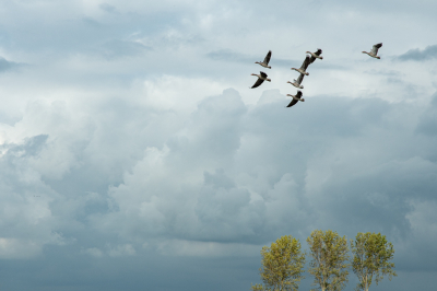 Gewoon wat grauwe ganzen tegen een mooie lucht. Gemaakt tijdens een wandeling door de polder.