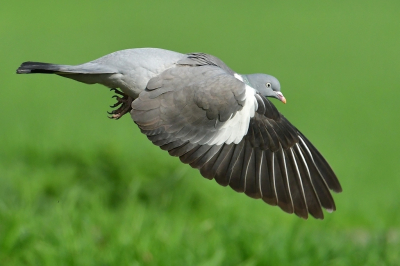 <i class='fa fa-user'></i> Ruud Scherpenisse |   Houtduif  <i class='fa fa-eye'> 247</i>  <i class='fa fa-thumbs-up'> 5</i>   <i class='fa fa-comment-o'> 9</i>