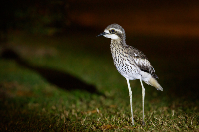 <i class='fa fa-user'></i> Kees de Jager |   Australische Griel  <i class='fa fa-eye'> 177</i>  <i class='fa fa-thumbs-up'> 1</i>   <i class='fa fa-comment-o'> 3</i>