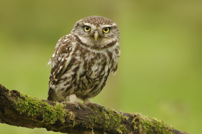 <i class='fa fa-user'></i> Gerard Visser |   Steenuil  <i class='fa fa-eye'> 369</i>  <i class='fa fa-thumbs-up'> 19</i>   <i class='fa fa-comment-o'> 15</i>