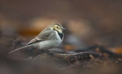 <i class='fa fa-user'></i> Hans Overduin |   Witte Kwikstaart  <i class='fa fa-eye'> 351</i>  <i class='fa fa-thumbs-up'> 24</i>   <i class='fa fa-comment-o'> 12</i>