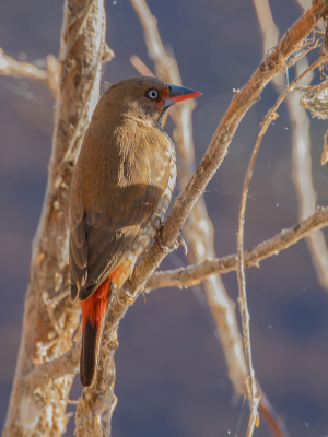 <i class='fa fa-user'></i> Paul van Giersbergen |   Geschilderde Astrild  <i class='fa fa-eye'> 138</i>   <i class='fa fa-comment-o'> 0</i>