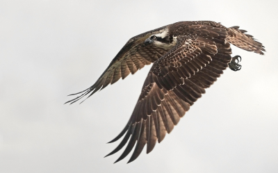 <i class='fa fa-user'></i> nelappelmelk |   Visarend  <i class='fa fa-eye'> 363</i>  <i class='fa fa-thumbs-up'> 15</i>   <i class='fa fa-comment-o'> 12</i>