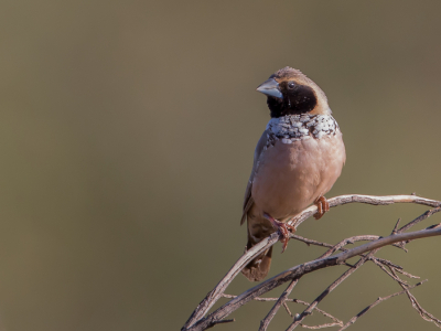 <i class='fa fa-user'></i> Paul van Giersbergen |   Witborstrietvink  <i class='fa fa-eye'> 144</i>  <i class='fa fa-thumbs-up'> 6</i>   <i class='fa fa-comment-o'> 5</i>