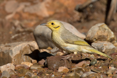 <i class='fa fa-user'></i> Paul van Giersbergen |   Sikkeloorhoningeter  <i class='fa fa-eye'> 157</i>  <i class='fa fa-thumbs-up'> 2</i>   <i class='fa fa-comment-o'> 1</i>