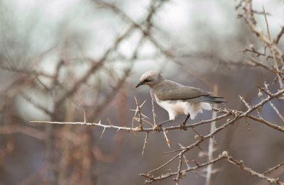 <i class='fa fa-user'></i> gras4711 |   Fischers Glansspreeuw  <i class='fa fa-eye'> 289</i>  <i class='fa fa-thumbs-up'> 3</i>   <i class='fa fa-comment-o'> 6</i>