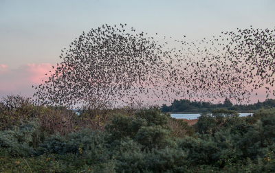 <i class='fa fa-user'></i> loek van de Leur |   Spreeuw  <i class='fa fa-eye'> 308</i>  <i class='fa fa-thumbs-up'> 3</i>   <i class='fa fa-comment-o'> 5</i>