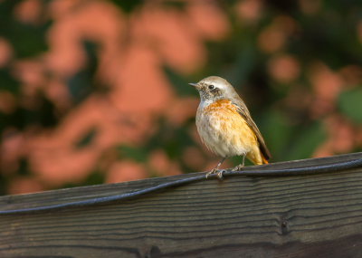 Voor een vogelloze tuin was de landing van een Gekraagde Roodstaart op onze schutting een aangename verrassing.