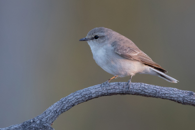 <i class='fa fa-user'></i> Paul van Giersbergen |   Witstaartvliegenvanger  <i class='fa fa-eye'> 183</i>   <i class='fa fa-comment-o'> 3</i>