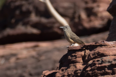 <i class='fa fa-user'></i> Paul van Giersbergen |   Rotslijsterdikkop  <i class='fa fa-eye'> 147</i>   <i class='fa fa-comment-o'> 2</i>