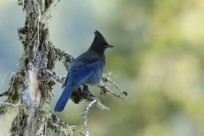 <i class='fa fa-user'></i> Frank Kremer |   Stellers Gaai  <i class='fa fa-eye'> 214</i>  <i class='fa fa-thumbs-up'> 8</i>   <i class='fa fa-comment-o'> 5</i>