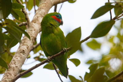 <i class='fa fa-user'></i> Kees de Jager |   Dubbeloogvijgpapegaai  <i class='fa fa-eye'> 125</i>  <i class='fa fa-thumbs-up'> 1</i>   <i class='fa fa-comment-o'> 0</i>