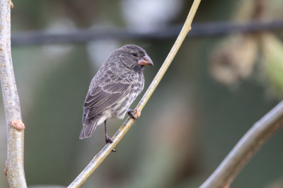 <i class='fa fa-user'></i> Louis56 |   Kleine Grondvink  <i class='fa fa-eye'> 151</i>   <i class='fa fa-comment-o'> 2</i>