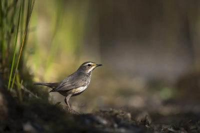 <i class='fa fa-user'></i> Bert Ooms |   Blauwborst  <i class='fa fa-eye'> 324</i>  <i class='fa fa-thumbs-up'> 9</i>   <i class='fa fa-comment-o'> 8</i>