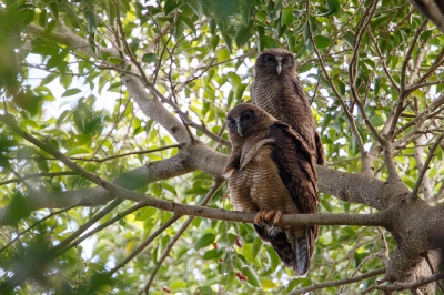 <i class='fa fa-user'></i> Kees de Jager |   Rosse Valkuil  <i class='fa fa-eye'> 232</i>  <i class='fa fa-thumbs-up'> 3</i>   <i class='fa fa-comment-o'> 3</i>