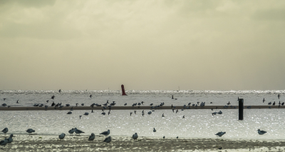 Voldoende vogelfoto mag ik hopen, wel een zootje.
En die meeuwen, daar struikel ik ook altijd over.
Maar het licht gloort aan de horizon.