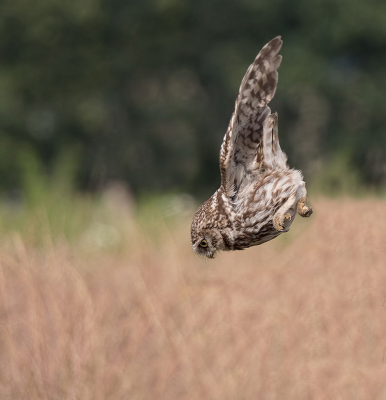 <i class='fa fa-user'></i> Jurgen Maassen |   Steenuil  <i class='fa fa-eye'> 529</i>  <i class='fa fa-thumbs-up'> 17</i>   <i class='fa fa-comment-o'> 11</i>