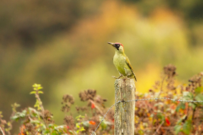 Tijdens een weekje Eifel had ik in ons huisje de 'vogelcamera' steeds paraat, en ook op alle wandelingen ging hij mee. Ik wilde immers nog foto's maken voor de MO. Deze foto van een Groene Specht heb ik al op de allereerste (nog vroege) morgen gemaakt, vanuit de open schuifdeur. De specht zat eerst ver weg op het gras, en kwam steeds dichter bij. Ik durfde niet te hopen dat hij op dit paaltje zou gaan zitten, boven de struik met rode bloempjes, en tegen de achtergrond van herfstige heuvels, maar hij deed het! Eerst kroop hij aan de achterkant van het paaltje omhoog, en kwam alleen het koppie boven het paaltje uit, en ja hoor, een sprongetje en hup, daar zat hij.
Ik heb in deze week, tijdens onze wandelingen n voor 'ons' huisje, nog veel (zeer uiteenlopende) foto's voor deze MO kunnen maken, maar ik kwam toch steeds weer terug bij deze foto, met de warme herfstkleuren.