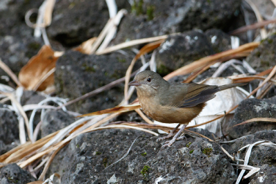 <i class='fa fa-user'></i> Kees de Jager |   Rosse Lijsterdikkop  <i class='fa fa-eye'> 159</i>   <i class='fa fa-comment-o'> 2</i>