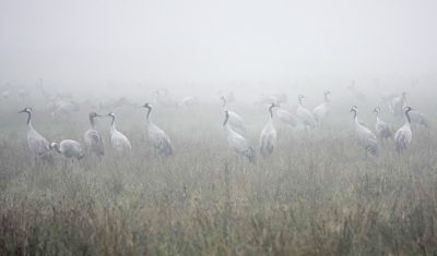 <i class='fa fa-user'></i> jacolienl |   Kraanvogel  <i class='fa fa-eye'> 608</i>  <i class='fa fa-thumbs-up'> 22</i>   <i class='fa fa-comment-o'> 16</i>