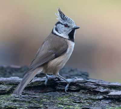 <i class='fa fa-user'></i> Fred |   Kuifmees  <i class='fa fa-eye'> 317</i>  <i class='fa fa-thumbs-up'> 8</i>   <i class='fa fa-comment-o'> 6</i>