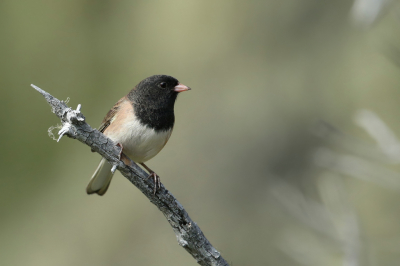 <i class='fa fa-user'></i> Frank Kremer |   Grijze Junco  <i class='fa fa-eye'> 215</i>  <i class='fa fa-thumbs-up'> 6</i>   <i class='fa fa-comment-o'> 2</i>