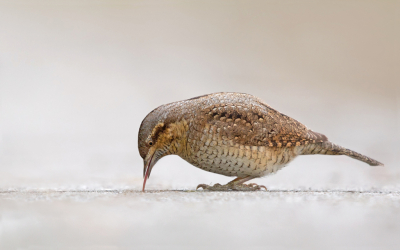 <i class='fa fa-user'></i> keesvanderklauw |   Draaihals  <i class='fa fa-eye'> 478</i>  <i class='fa fa-thumbs-up'> 16</i>   <i class='fa fa-comment-o'> 7</i>