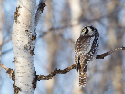 <i class='fa fa-user'></i> Richard Oud |   Sperweruil  <i class='fa fa-eye'> 395</i>  <i class='fa fa-thumbs-up'> 2</i>   <i class='fa fa-comment-o'> 5</i>