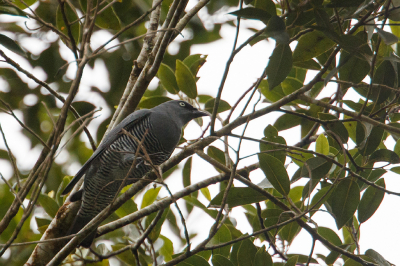 <i class='fa fa-user'></i> Kees de Jager |   Geeloogrupsvogel  <i class='fa fa-eye'> 135</i>   <i class='fa fa-comment-o'> 1</i>