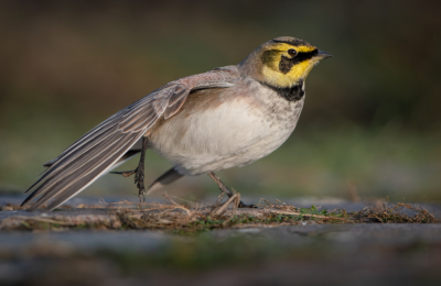 <i class='fa fa-user'></i> Hans Overduin |   Strandleeuwerik  <i class='fa fa-eye'> 404</i>  <i class='fa fa-thumbs-up'> 15</i>   <i class='fa fa-comment-o'> 13</i>